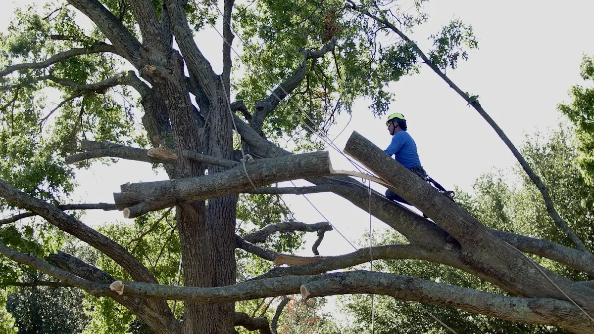 Professional Hazardous Tree Removal performed by certified arborists in Biola