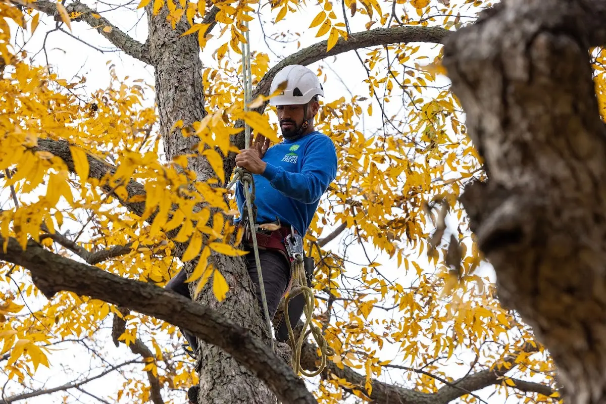 Skilled Tree Trimming crew working in Biola